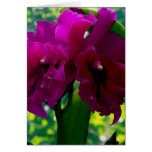 The Orchid Greeting Cards