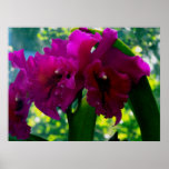 The Orchid Print