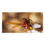 The Oriental Hornet Orientalis Personalized Photo Card
