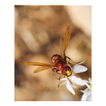 The Oriental Hornet Orientalis Photo Art