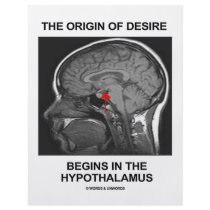 The Origin Of Desire Begins In the Hypothalamus flyers