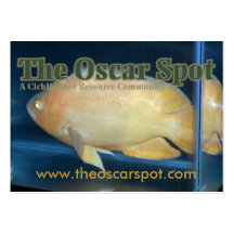The Oscar Spot Business Card Template
