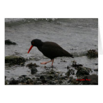The Oystercatcher cards