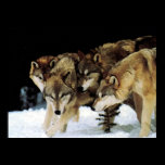The pack posters