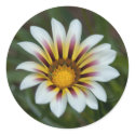 The Painted Daisy stickers