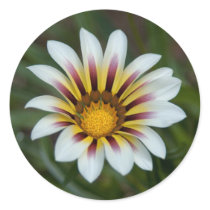 The Painted Daisy stickers