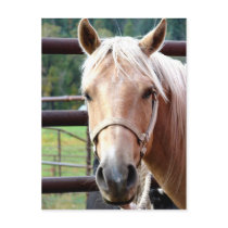 The Palomino Look Post Cards