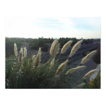 The Pampas Grass Into The Distance Poster posters