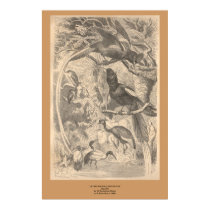 The Paradise Flycatcher  posters