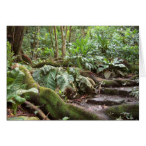 The Path to Fern Valley cards by joeyartist The Path to Fern Valley cards