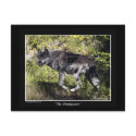 "The Pathfinder" Grey Wolf Post Card postcards by WILDERNESS_SHOP "The Pathfinder" Grey Wolf Post Card postcards