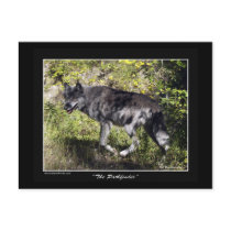 "The Pathfinder" Grey Wolf Post Card postcards