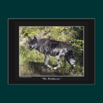 "The Pathfinder" Wolf Post Card postcards by HANDPRINTS "The Pathfinder" Wolf Post Card postcards