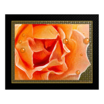 The Peach Rose posters by Floral_Dreamsnet The Peach Rose posters