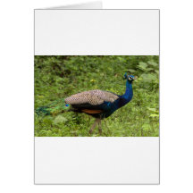 The Peacock Greeting Card
