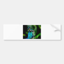 The Peacock King Bumper Sticker
