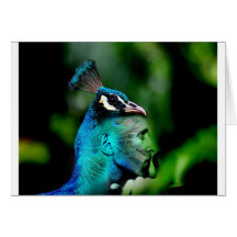The Peacock King Greeting Card