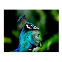 The Peacock King Postcards