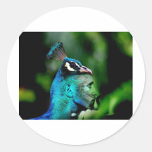 The Peacock King Round Stickers