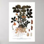 The Peanut Plant posters