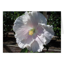 The Pearl Hibiscus cards by JLWinther The Pearl Hibiscus cards