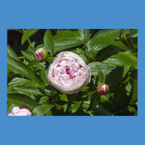The Peony posters