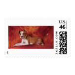 The perfect Pit Bull pose Stamps