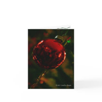 The Photographer's Ornament cards