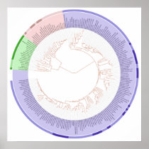 The Phylogenetic Tree of Life Circular Chart Posters