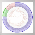 The Phylogenetic Tree of Life Circular Chart Posters