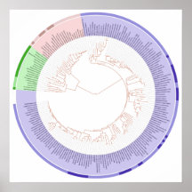 The Phylogenetic Tree of Life Circular Chart Posters