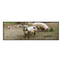 The pigs of Pevensey Castle. Poster