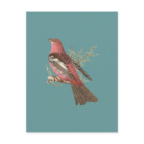 The Pine Bulfinch	(Corythus enucleator) Post Card