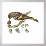 The Pine Finch	(Carduelis pinus) Print