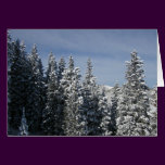 The Pines of Aspen