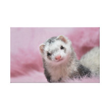 The Pink Carpet for Doodle, the Ferret - Canvas Stretched Canvas Print