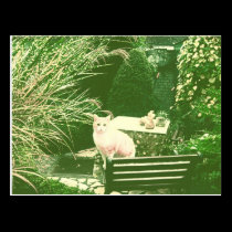 The pink cat postcards