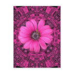 THE PINK DAISY POSTCARD