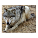 The Playful Wolf posters by Tberling The Playful Wolf posters