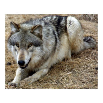 The Playful Wolf posters