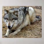The Playful Wolf Posters