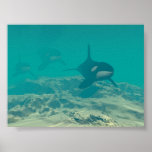 The Pod posters