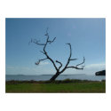 The Poet Tree posters by on2raj_org The Poet Tree posters
