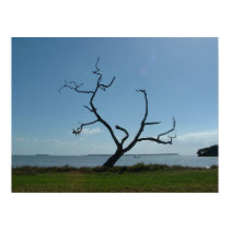 The Poet Tree posters