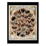 The poultry of the world postcard