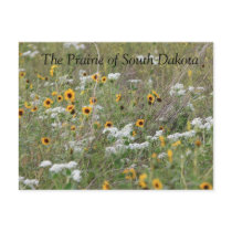 The Prairie of South Dakota Postcard