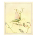 THE PRAYING MANTIS - Insect Book Illustration posters