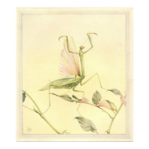 THE PRAYING MANTIS - Insect Book Illustration posters
