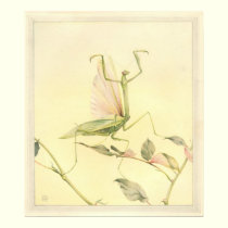 DETMOLD'S INSECTS