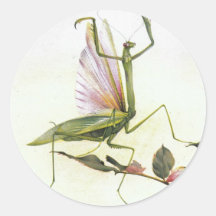 THE PRAYING MANTIS ROUND STICKER